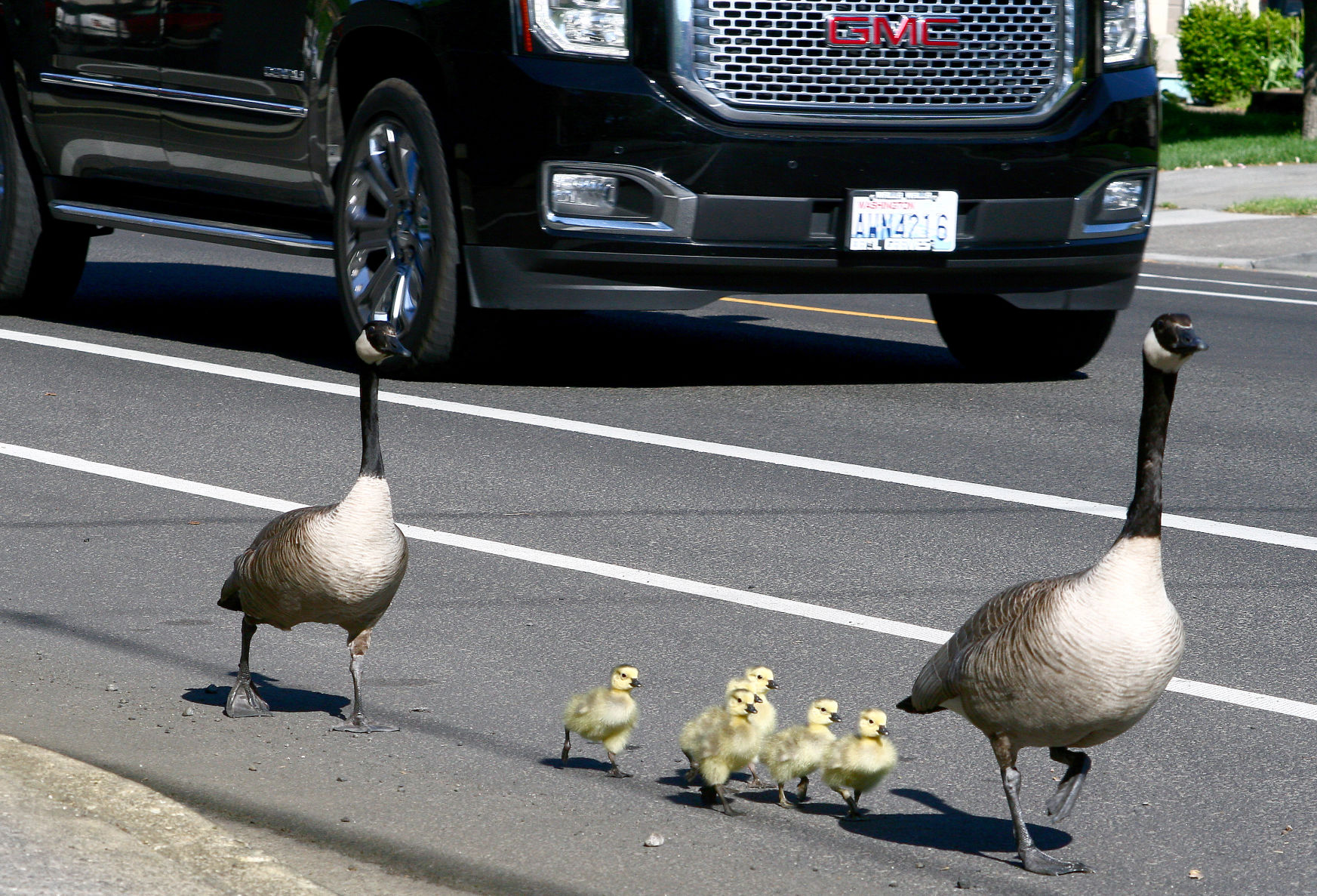 Make way for goslings